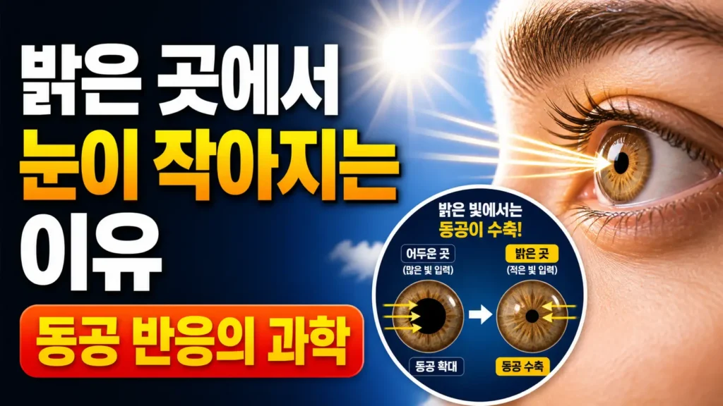 밝은 곳에서 눈이 작아지는 이유: 동공 반응의 과학적 원리 완전 정리